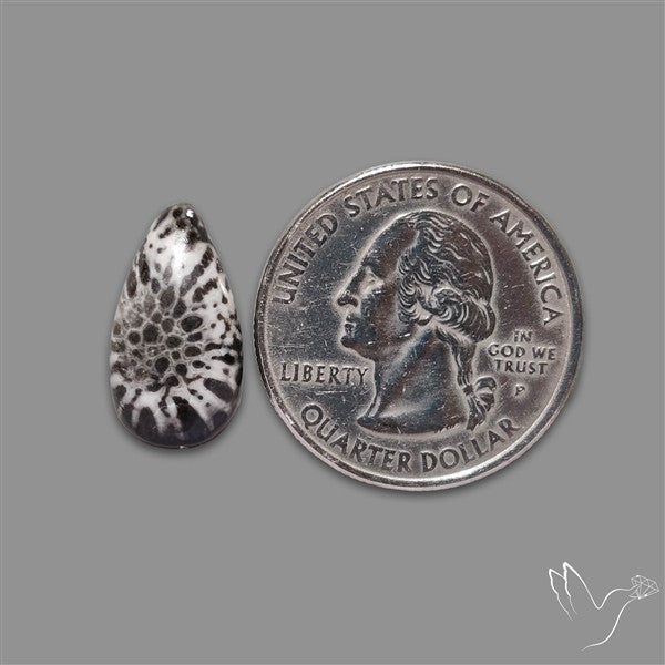Stingray Black Fossil Coral Cabochon