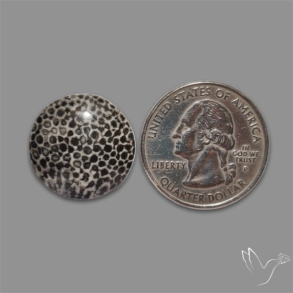 Stingray Black Fossil Coral Cabochon