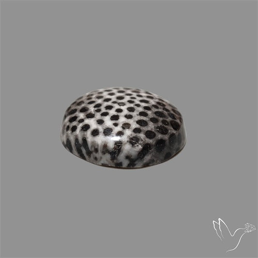 Stingray Black Fossil Coral Cabochon