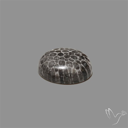 Stingray Black Fossil Coral Cabochon