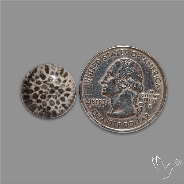 Stingray Black Fossil Coral Cabochon
