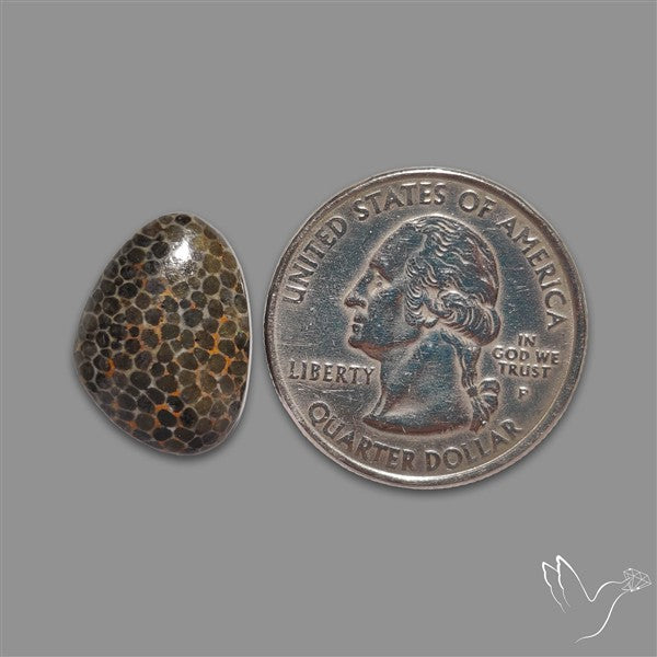 Stingray Black Fossil Coral Cabochon