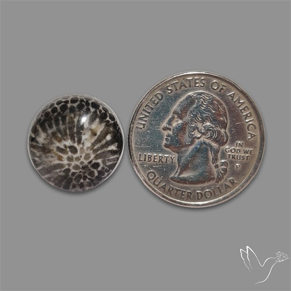 Stingray Black Fossil Coral Cabochon