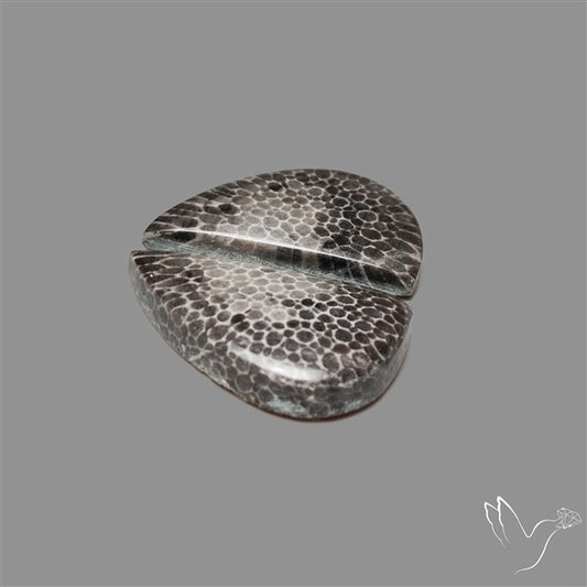 Black Fossil Coral Pair