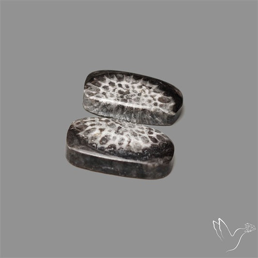 Black Fossil Coral Pair