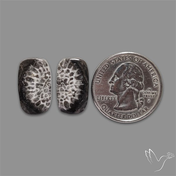 Black Fossil Coral Pair