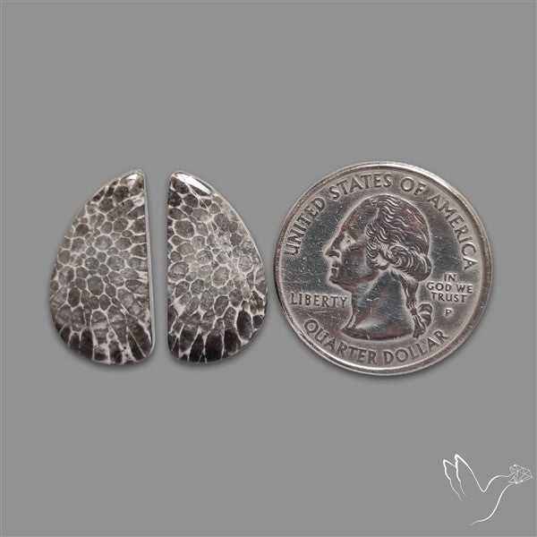 Black Fossil Coral Pair