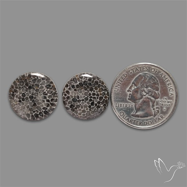 Black Fossil Coral Pair