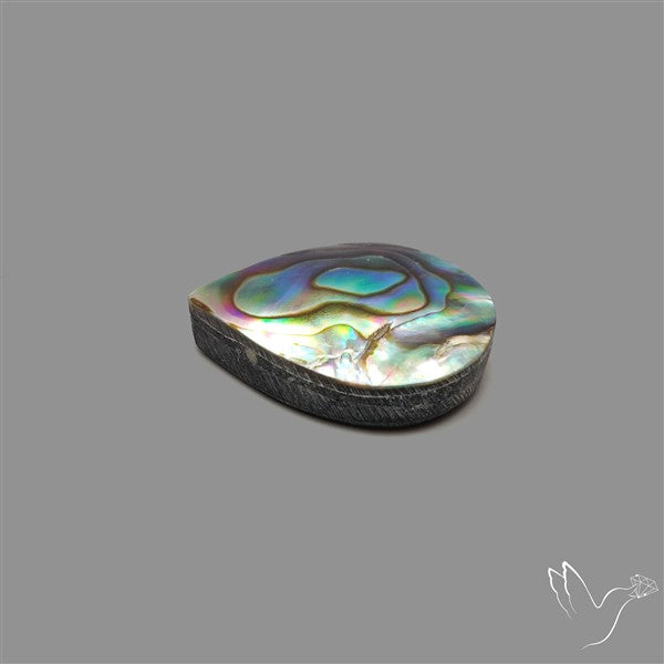 Abalone Shell
