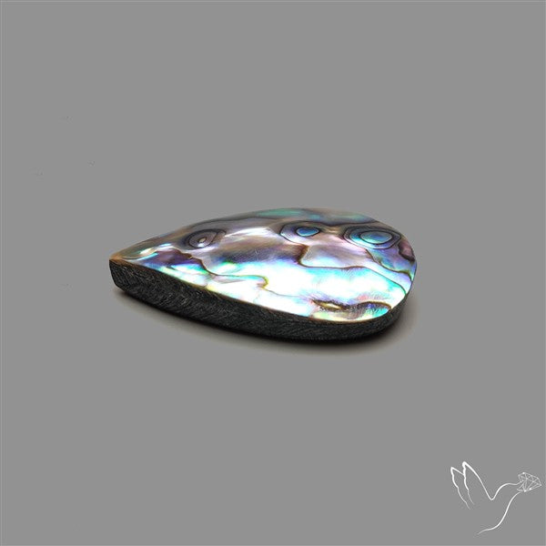 Abalone Shell