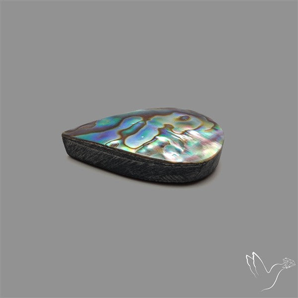 Abalone Shell