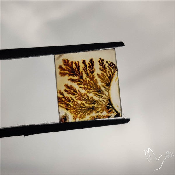 Scenic Agate Cabochon