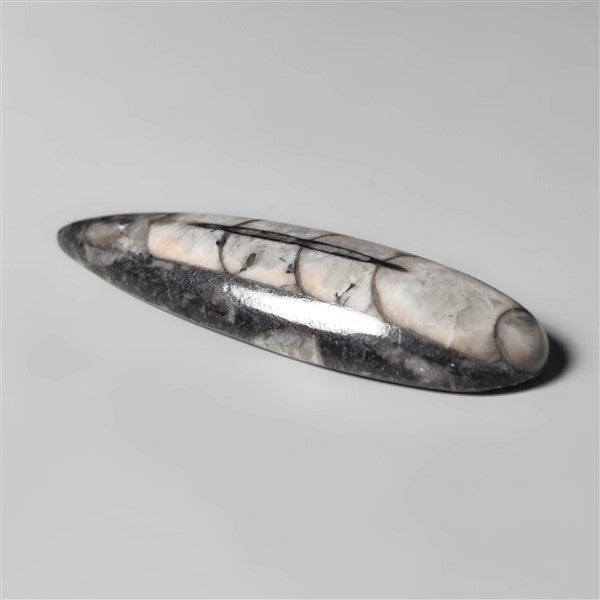 Orthoceras Fossil