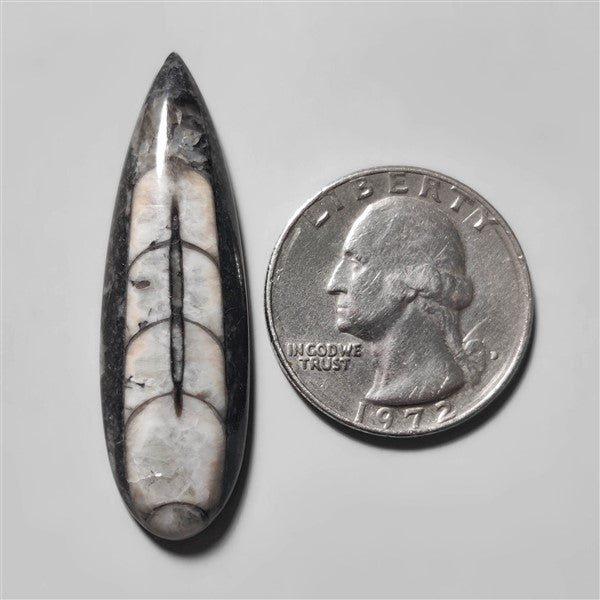 Orthoceras Fossil