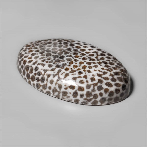 Fossil Coral