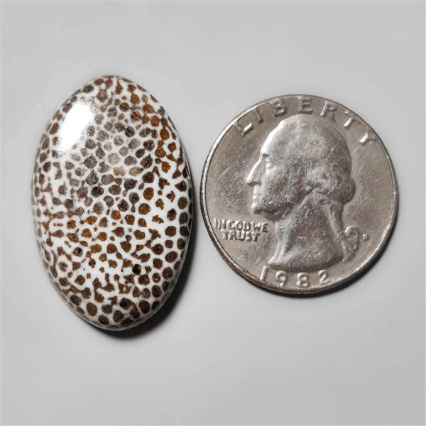 Fossil Coral