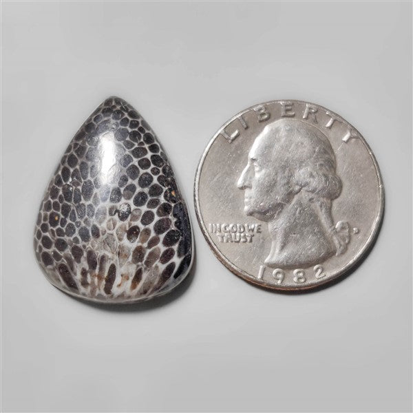 Fossil Coral