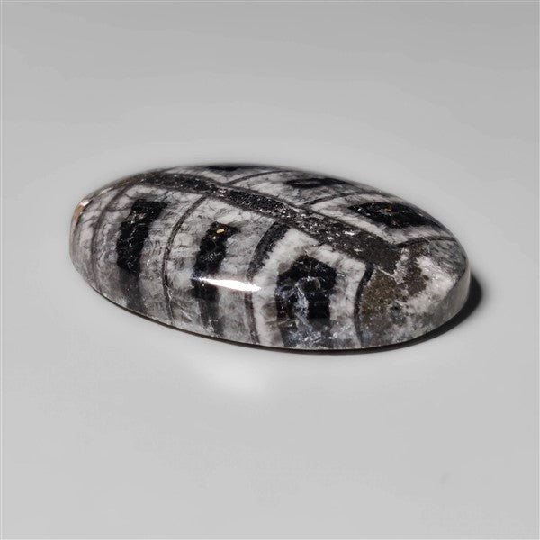 Orthoceras Fossil