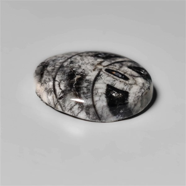 Orthoceras Fossil