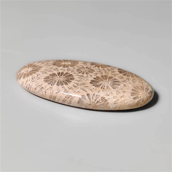 Fossil Coral