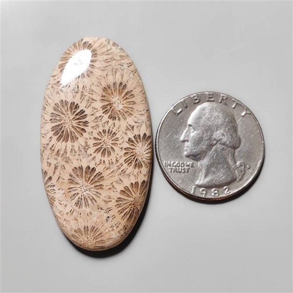 Fossil Coral