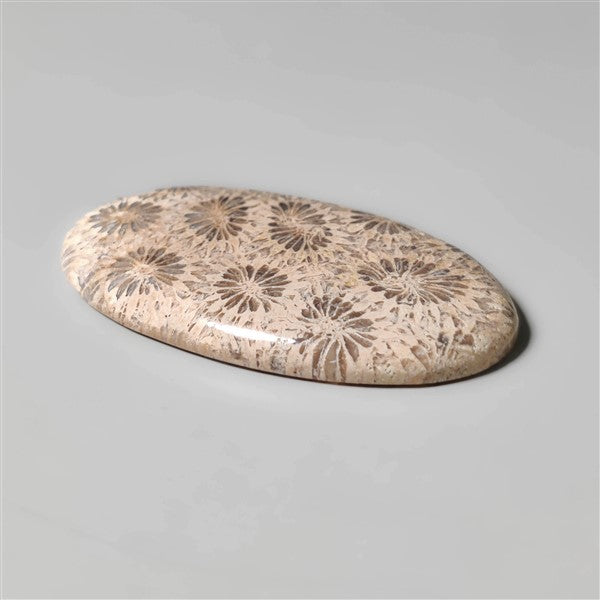 Fossil Coral
