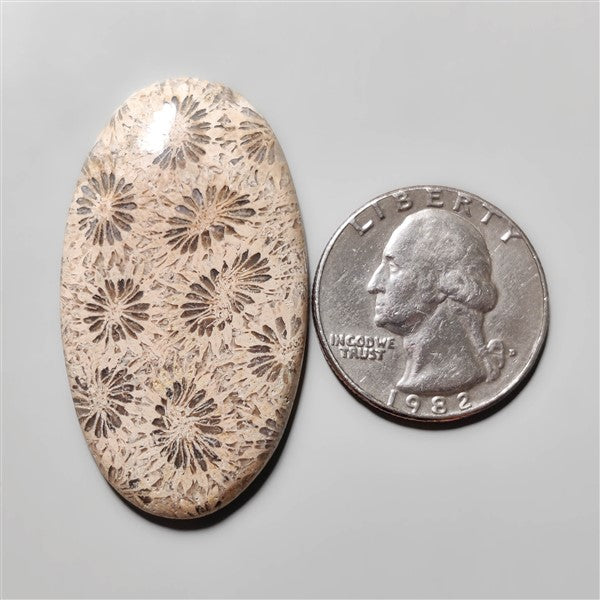 Fossil Coral