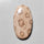 Fossil Coral