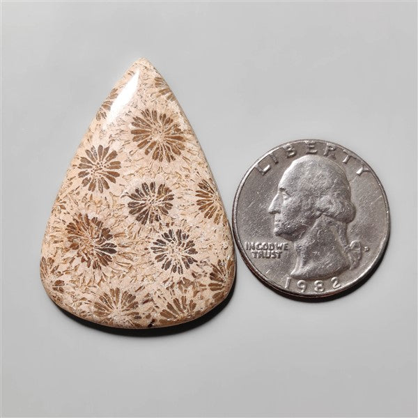 Fossil Coral