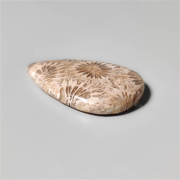 Fossil Coral