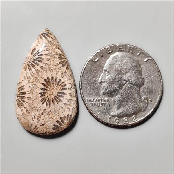 Fossil Coral