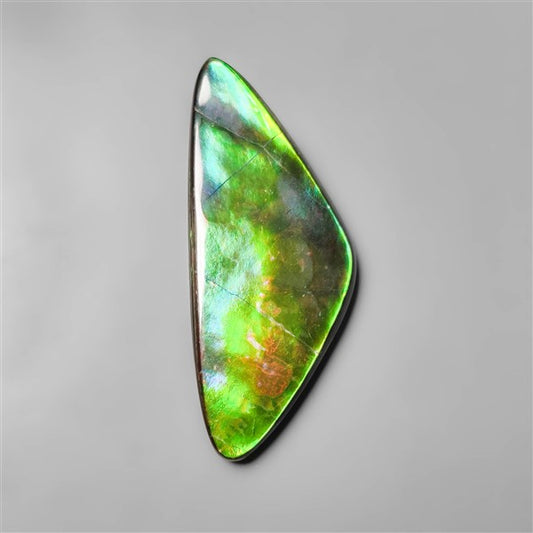 AAA Ammolite