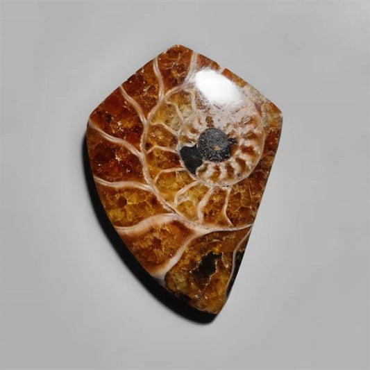 Ammonite