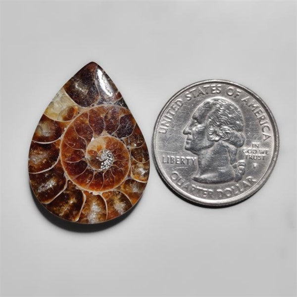 Ammonite