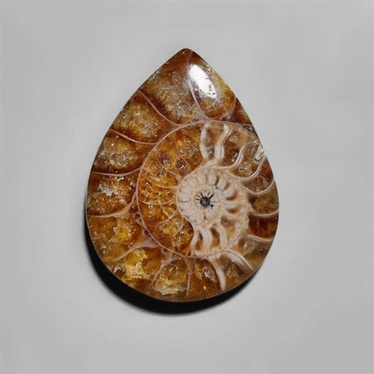Ammonite