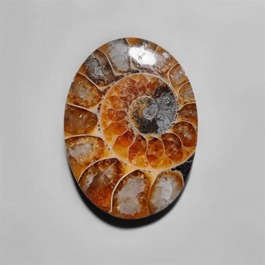 Ammonite