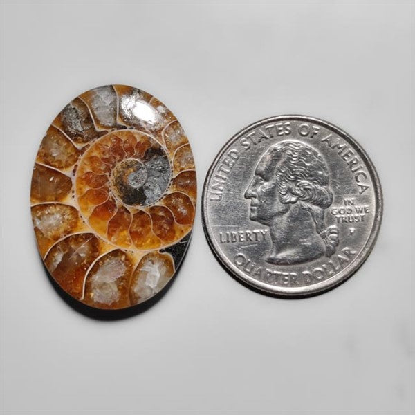 Ammonite