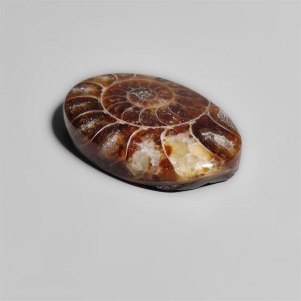 Ammonite