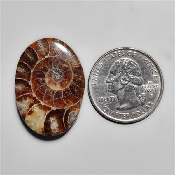 Ammonite
