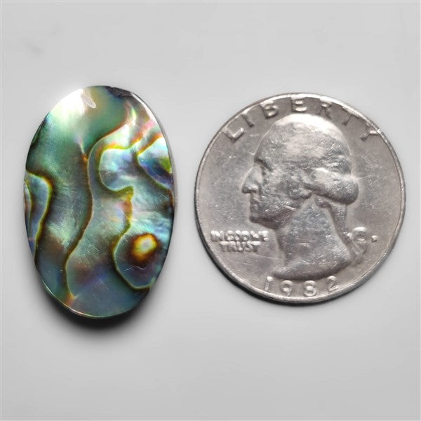 Abalone Shell