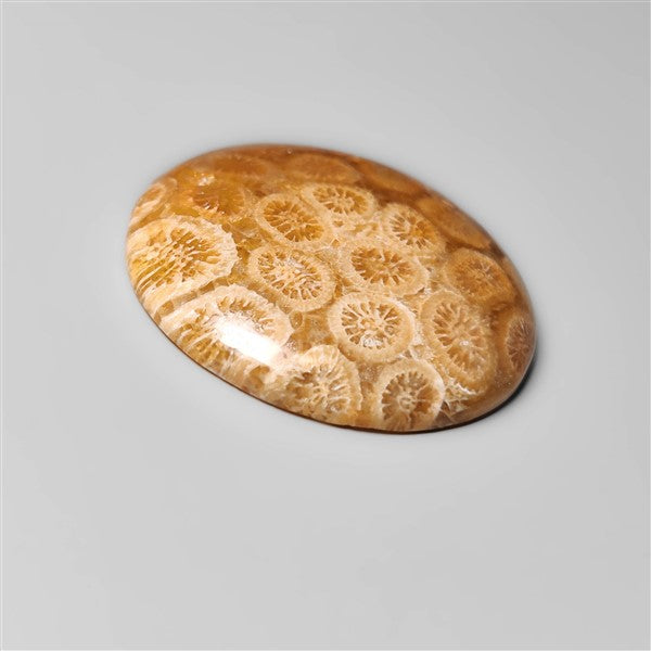 Fossil Coral
