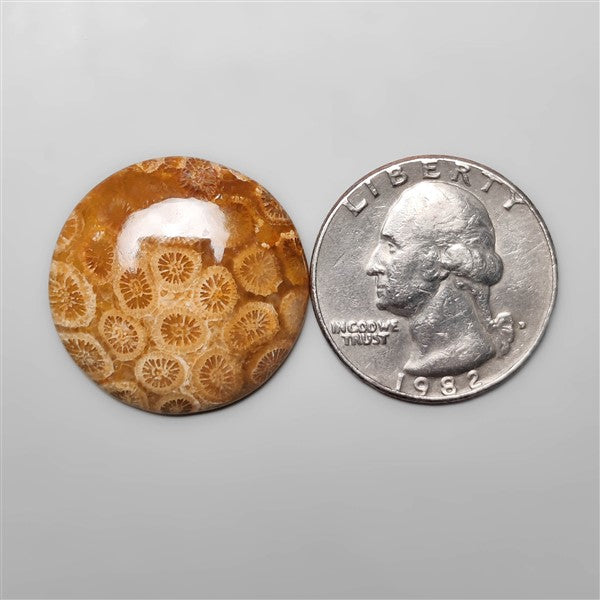 Fossil Coral