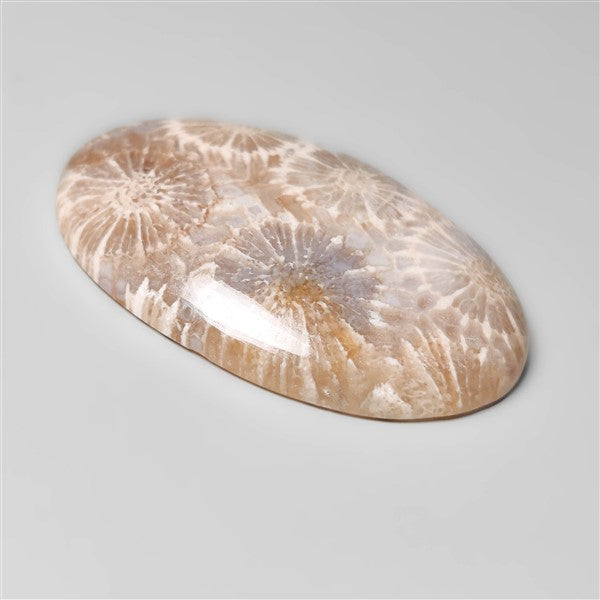 Fossil Coral