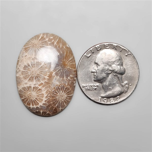 Fossil Coral