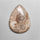 Fossil Coral