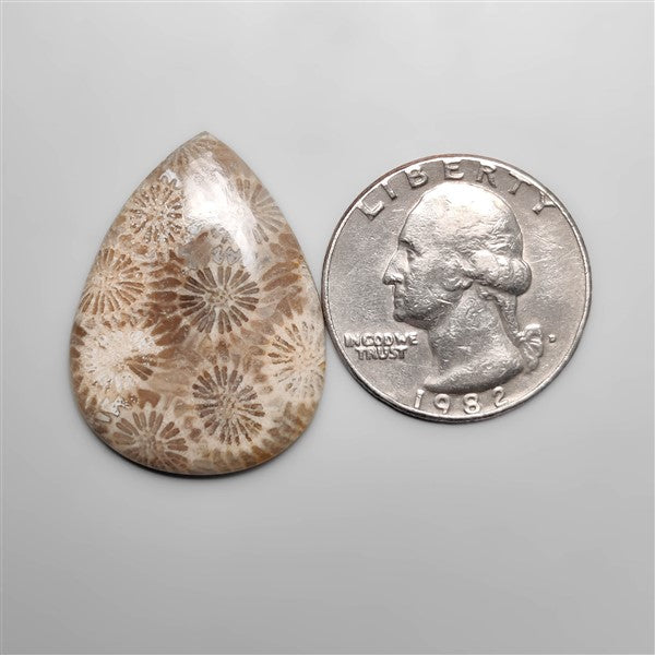 Fossil Coral