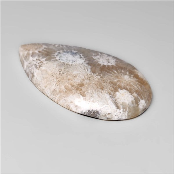 Fossil Coral