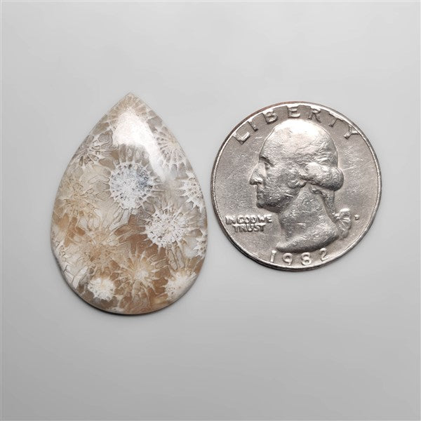 Fossil Coral