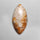 Fossil Coral