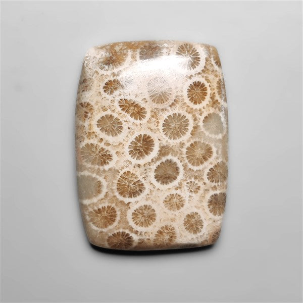 Fossil Coral